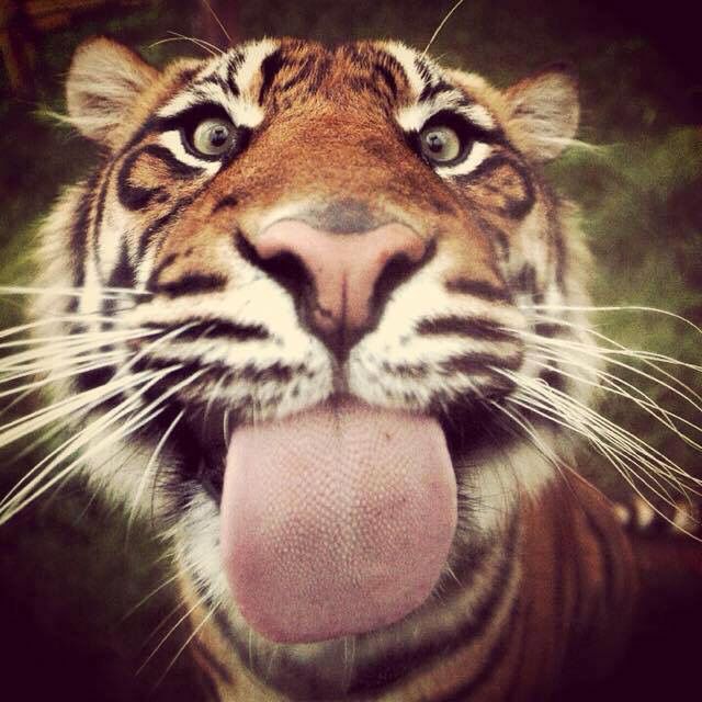 image of silly tiger